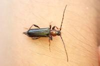 Phymatodes testaceus