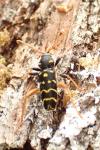 Plagionotus arcuatus