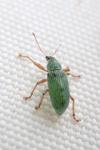 Polydrusus formosus