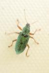 Polydrusus formosus