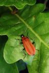 Pyrochroa coccinea