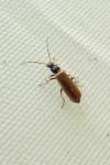 Rhagonycha nigriventris