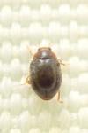 Scymnus auritus
