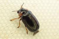 Smaragdina aurita