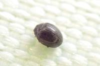 Stethorus pusillus