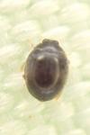 Stethorus pusillus
