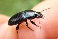 Harpalus dimidiatus