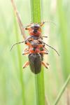 Cantharis rustica
