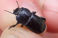 Phylan abbreviatus