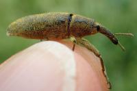 Lixus pulverulentus