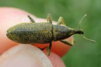 Lixus pulverulentus