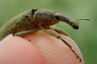 Lixus pulverulentus