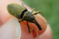 Lixus pulverulentus