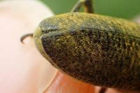 Lixus pulverulentus