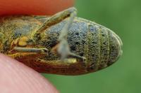 Lixus pulverulentus