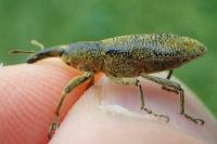 Lixus pulverulentus