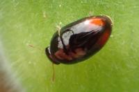 Olibrus