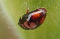Olibrus