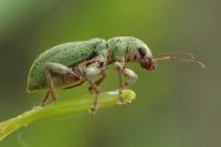 Pachyrhinus lethierryi