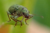 Pachyrhinus lethierryi