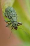 Pachyrhinus lethierryi
