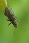 Pachyrhinus lethierryi