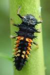 Harmonia axyridis