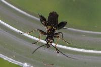 Oedemera flavipes