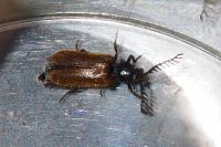 Drilus flavescens