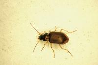 Chlaenius vestitus