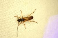 Grammoptera ustulata