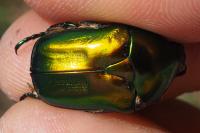 Eupotosia affinis