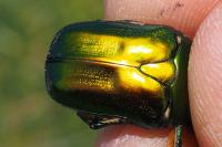 Eupotosia affinis