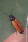 Ampedus elongatulus
