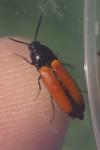 Ampedus elongatulus