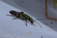 Oedemera nobilis