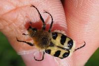 Trichius gallicus
