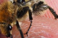 Trichius gallicus