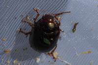Chrysolina bankii