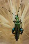 Oedemera nobilis