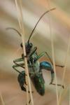 Oedemera nobilis