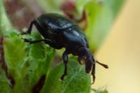 Melanobaris laticollis