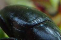 Melanobaris laticollis