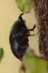 Melanobaris laticollis