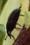 Melanobaris laticollis