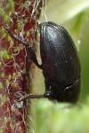 Melanobaris laticollis