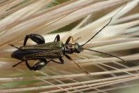 Oedemera flavipes