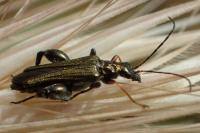 Oedemera flavipes