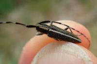 Agapanthia cardui / Agapanthia suturalis