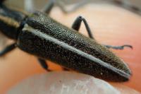 Agapanthia cardui / Agapanthia suturalis